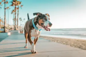 Qual é o Melhor Horário para Passear com Cachorro no Verão